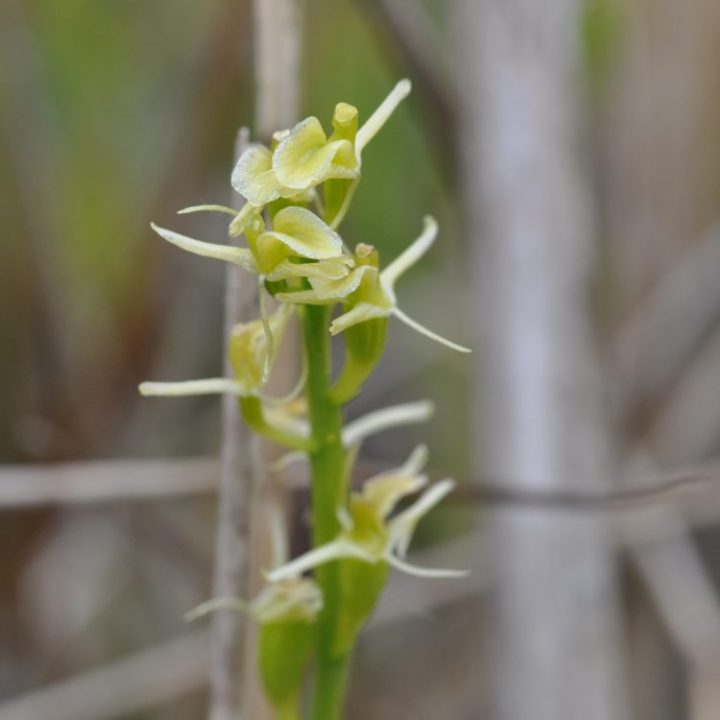 Fen orchid in flower
