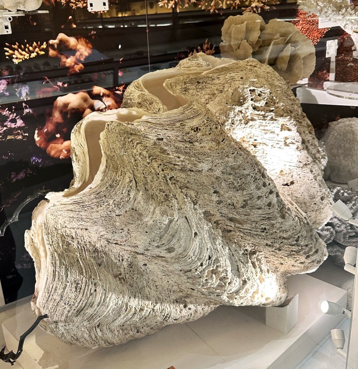 Giant clam shell on display in front of photograph of corals