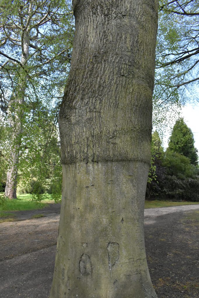 Grafted beech tree trunk