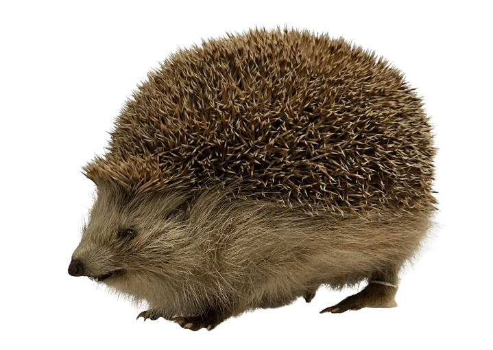 hedgehog taxidermy specimen