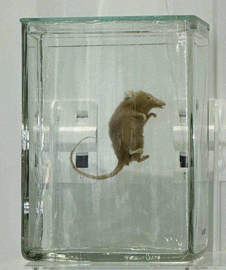 Honey possum preserved in alcohol