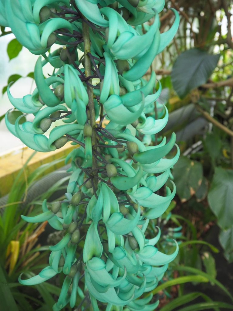 Jade vine in flower