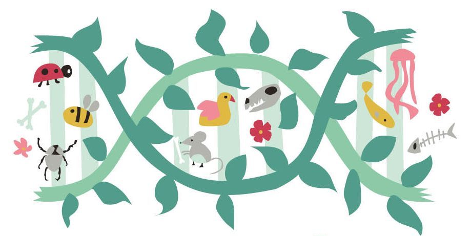Logo made of a horizontal stand of DNA sprouting into green leaves populated with animal illustrations, with the words Living Links Student Voices beneath it in green capital letters