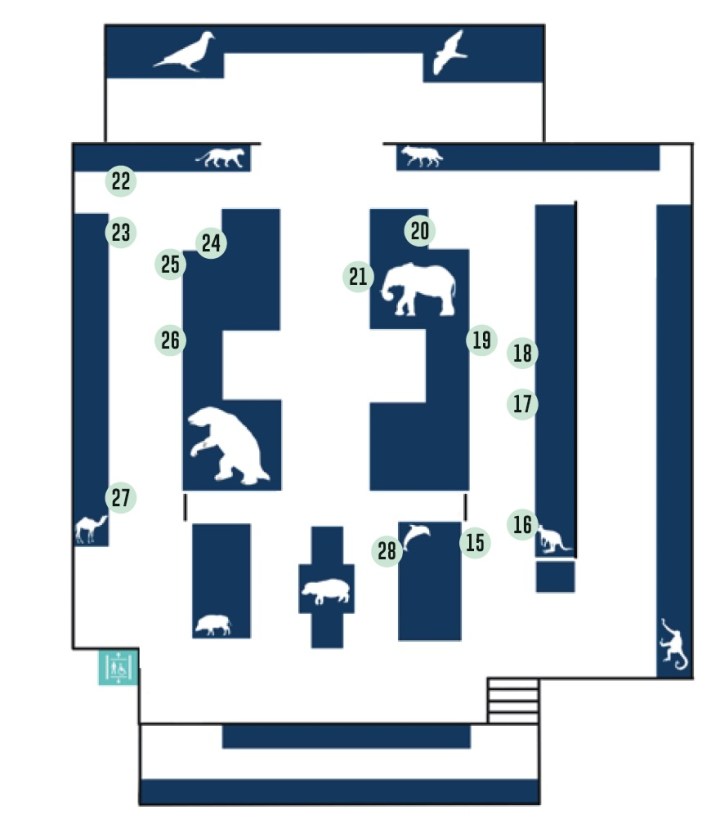 Map of the Lower Gallery of the Museum of Zoology showing the locations of the display cases and the positions of the objects in the trail