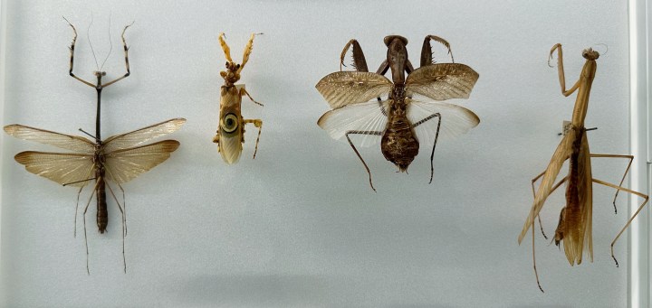 Display of mantises
