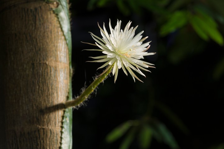 Moonflower in bloom
