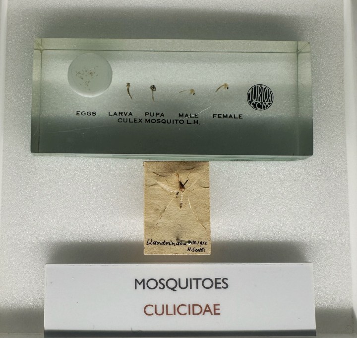Biting flies display 