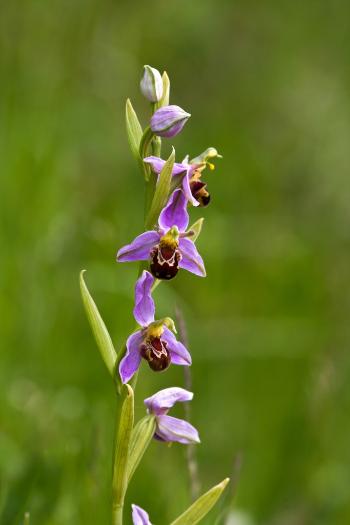 Bee orchid in flower