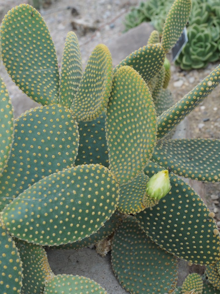Prickly pear with pale green thick leaves covered in spines