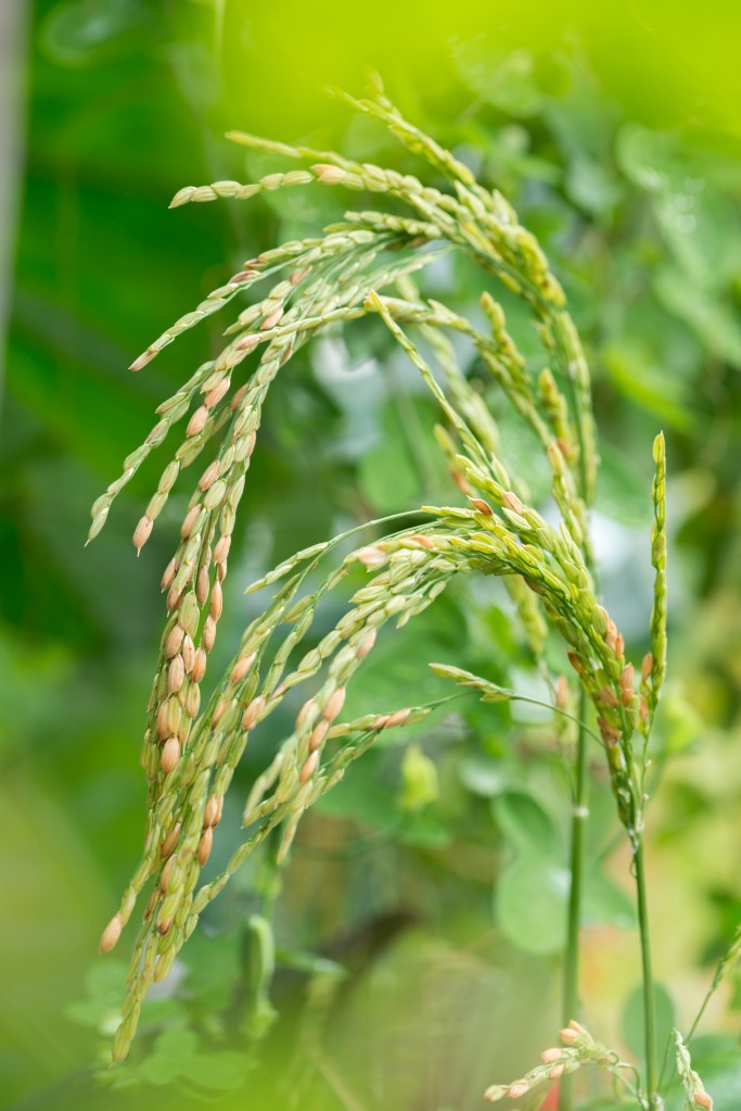 Rice plant 