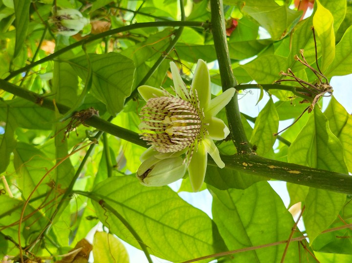 Passionflower in bloom