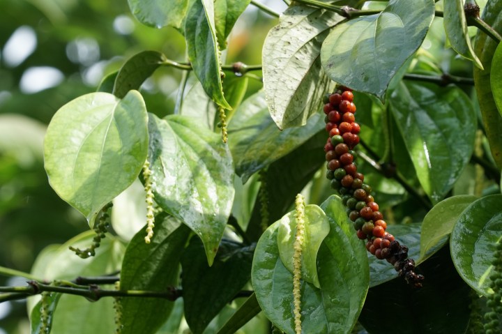 Pepper plant