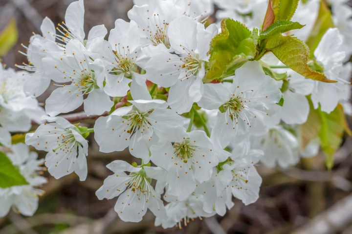 Cherry blossom