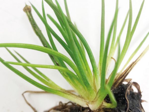 Quillwort plant showing narrow green leaves