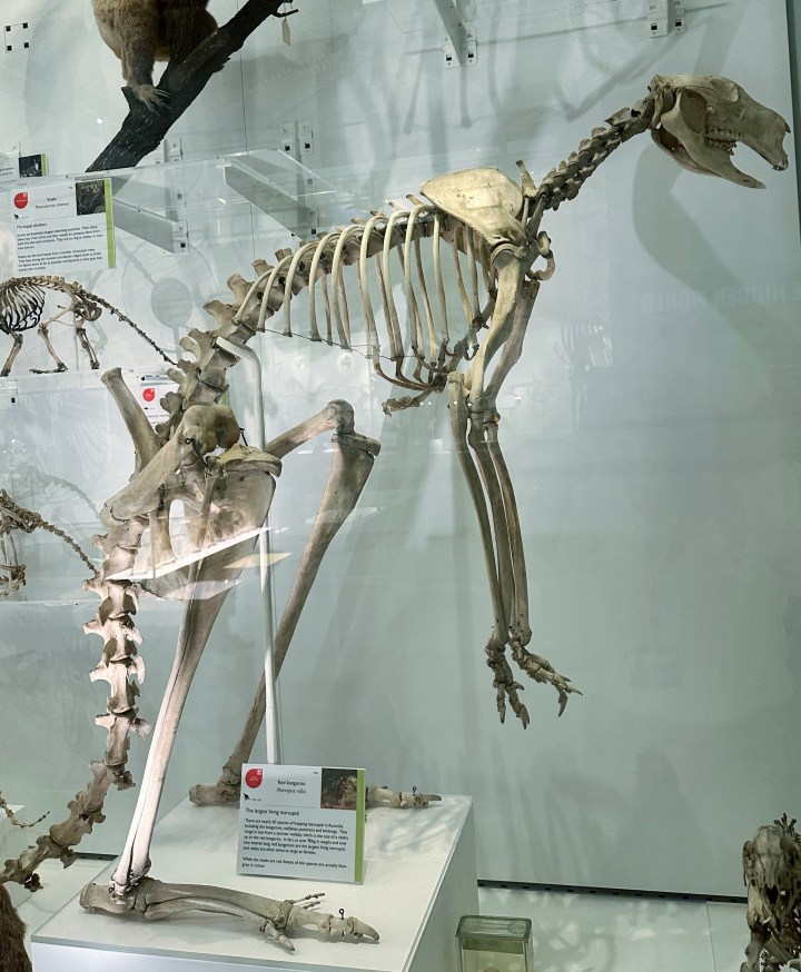 Kangaroo skeleton