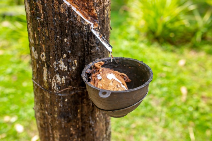rubber tapping from rubber tree