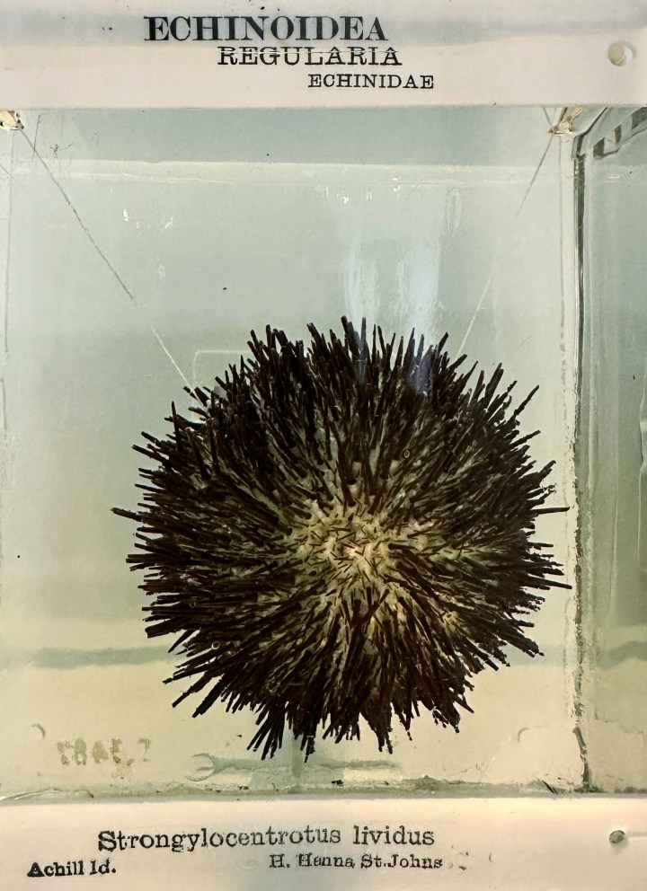 Sea urchin with deep purple spines preserved in alcohol