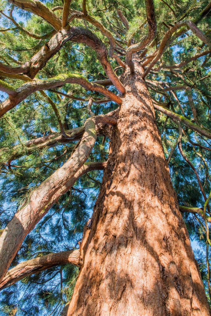 Giant redwood looking up at the tree with the trunk in the middle