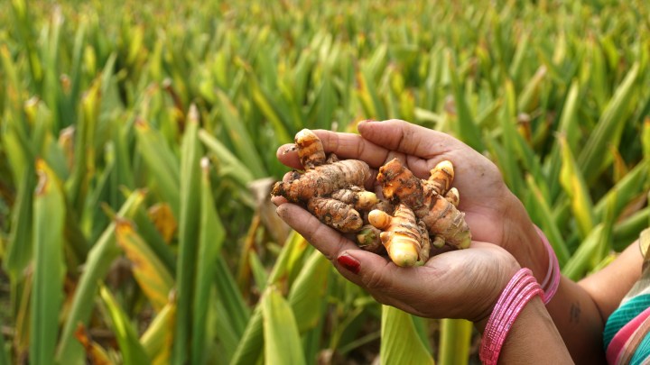 Turmeric in woman's hands