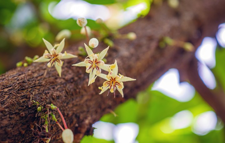 Cacao flowers