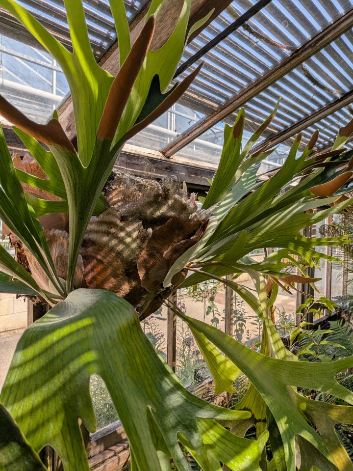 Staghorn fern