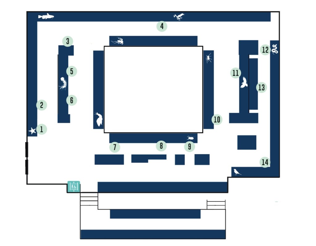 Map of the upper gallery of the Museum of Zoology showing the location of display cases and the positions of the displays that are part of the Living Links exhibition