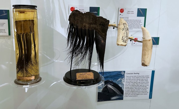 Display of baleen and sperm whale teeth 