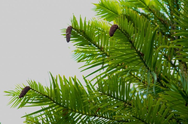 Branches of a Wollemi pine with green needles and cones